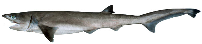 Heptranchias perlo_F_.jpg